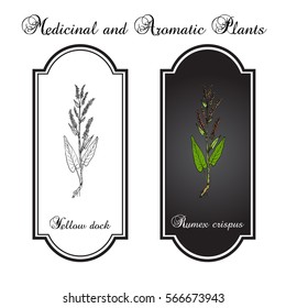Yellow dock (Rumex confertus), or parell, patience herb medicinal plant. Hand drawn botanical vector illustration