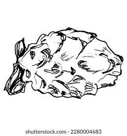 Yellow Dragon Fruit or Pitaya. Pitahaya cactus. Selenicereus megalanthus. Hand drawn linear doodle rough sketch. Black and white silhouette. Isolated vector illustration.