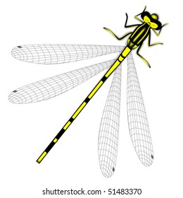 yellow dragonfly