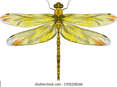 Yellow Dragonfly With Delicate Wings Vector Illustration 