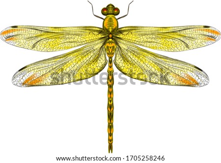yellow dragonfly with delicate wings vector illustration 
