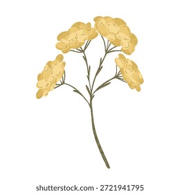 Vector de rama de flores secas amarillas, ilustración botánica dibujada a mano de flores silvestres aisladas sobre fondo blanco.