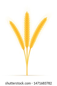 yellow ears of ripe wheat spikelet vector illustration isolated on white background