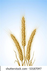 yellow ears of wheat vector illustration, isolated on white background