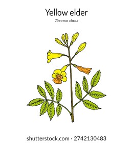 Yellow elder (Tecoma stans), ornamental and medicinal plant. Hand drawn botanical vector illustration
