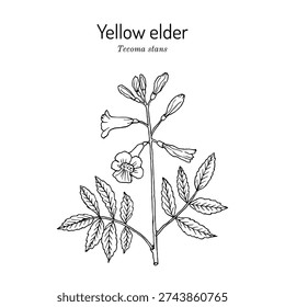 Yellow elder (Tecoma stans), ornamental and medicinal plant. Hand drawn botanical vector illustration
