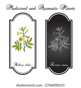 Yellow elder (Tecoma stans), ornamental and medicinal plant. Hand drawn botanical vector illustration