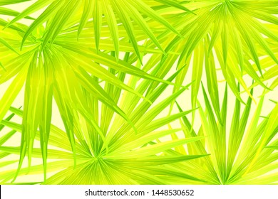 Yellow exotic pattern. Monstera leaves and hibiscus flowers in summer print.  Saturated large floral swimwear print. Horizontal california natural texture design. Hypernatural botanic design.