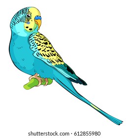 Yellow face blue wavy parrot  Vector illustration