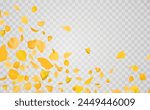 Yellow falling rose or sunflowers petals.Transparent panoramic horizontal background.Amber flower spring template.