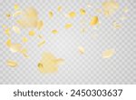 Yellow falling rose or sunflowers petals.Transparent panoramic horizontal background.Amber flower spring template.