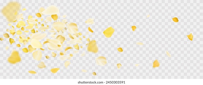 Yellow falling rose or sunflowers petals.Transparent panoramic horizontal background.Amber flower spring template.