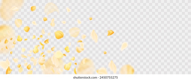 Yellow falling rose or sunflowers petals.Transparent panoramic horizontal background.Amber flower spring template.