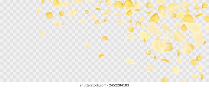 Yellow falling rose or sunflowers petals.Transparent panoramic horizontal background.Amber flower spring template.