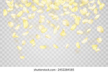 Yellow falling rose or sunflowers petals.Transparent panoramic horizontal background.Amber flower spring template.