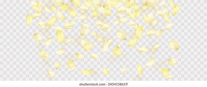 Yellow falling rose or sunflowers petals.Transparent panoramic horizontal background.Amber flower spring template.