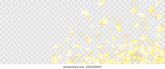 Yellow falling rose or sunflowers petals.Transparent panoramic horizontal background.Amber flower spring template.