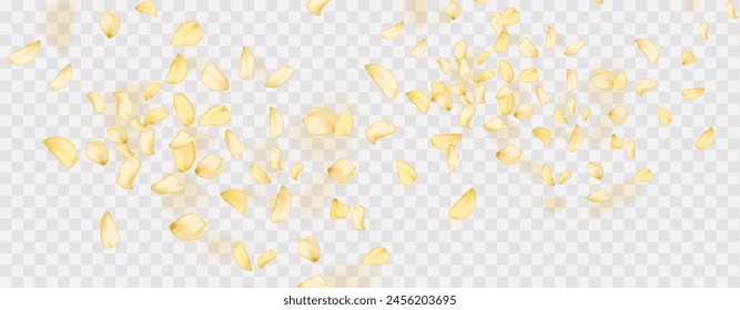 Yellow falling rose or sunflowers petals.Transparent panoramic horizontal background.Amber flower spring template.