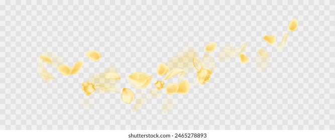 Rosa amarilla que cae o pétalos de girasoles. Fondo Horizontal panorámico transparente. Plantilla de primavera de la flor del ámbar.