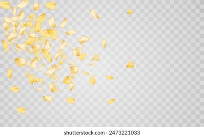 Yellow falling rose or sunflowers petals.Transparent panoramic horizontal background.Amber flower spring template.