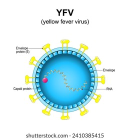 yellow fever virus structure. Close-up of a Virion anatomy. magnified of Yellow jack virus. Vector diagram