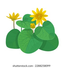 Yellow Ficaria verna flower with leaves on a white background. vector illustration.