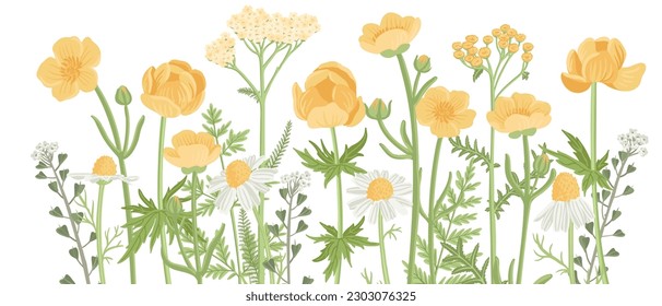 gelbe Feldblumen, Vektorgrafik von Wildblütenpflanzen auf weißem Hintergrund, Blumengrenze, handgezeichnet botanische Illustration