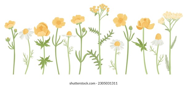 yellow field flowers, vector drawing wild flowering plants at white background, floral isolated elements, hand drawn botanical illustration