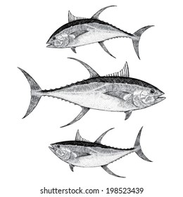 Yellow Fin Tuna Illustration