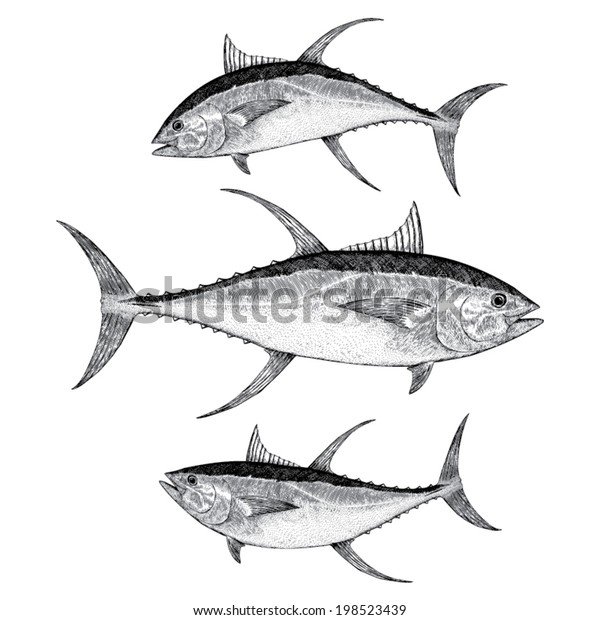 Yellow Fin Tuna Illustration Stock Vector (Royalty Free) 198523439 ...