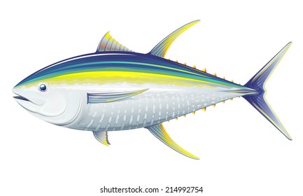 Yellow fin tuna, realistic sea fish illustration on white background