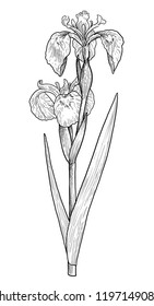 Yellow Flag Iris Illustration, Drawing, Engraving, Ink, Line Art, Vector