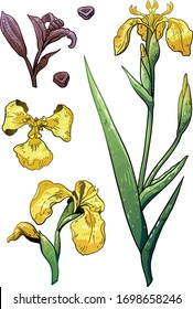 Yellow flag iris illustration, drawing, colorful doodle vector