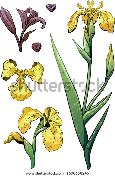 Yellow flag iris illustration, drawing, colorful\
doodle vector