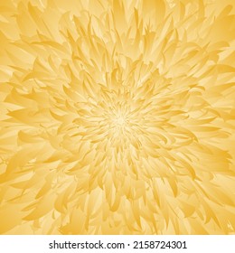 Yellow flora chrysanthemum zoom in detail petal vector texture illustration background.