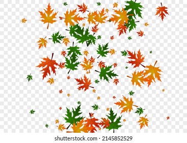 Yellow Floral Background Transparent Vector. Leaf Down Illustration. Gold Autumn. Canada Design. Green Plant November.