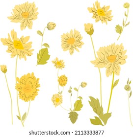 Patrón floral amarillo con objeto natural de arte.  Vector de decoración de flor dibujado a mano. Flores de crisantemo.