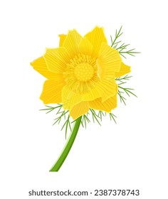 Yellow flower Adonis vernalis L. An isolated spring bloom. invitation card with graceful blooming plant