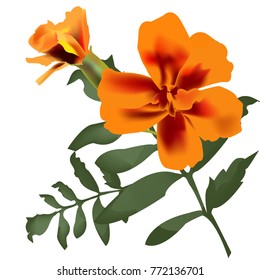 Yellow flower. French Marigold Flower Tagetes Patula. Vector illustration, graphic on white background. 