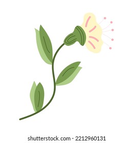 A yellow flower with a green stem. Isolate on a white background.