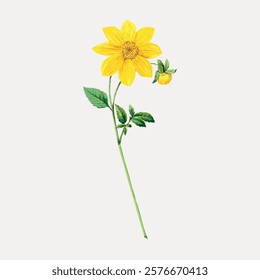 Yellow flower illustration with green leaves. This flower illustration captures the essence of nature. A delicate flower illustration for decor. Vintage flower illustration isolated on white, vector.