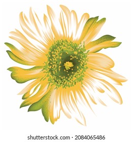 gelbe Blume einzeln auf weißem Hintergrund