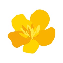 Yellow Flower With Large Petals. Sun Petals Square Poster. Tróllius