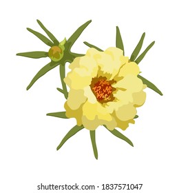 Yellow flower with leaves. Vector realistic Purslane flower, terry, close-up isolated on white background, print for garment decoration, scrapbook, design element for cards, fabric.