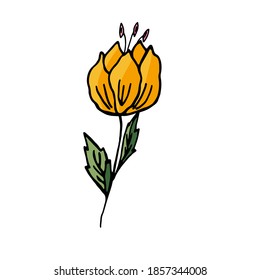 Yellow flower on a white background. Vector hand drawn illustration.