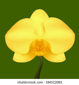 Yellow flower of Orchid. Vector illustration. Isolated Green