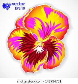 yellow flower pansy, isolated on white background vector