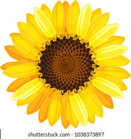 Yellow flower of sunflower on white background