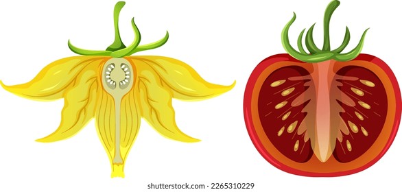 Yellow flower of tomato plant illustration