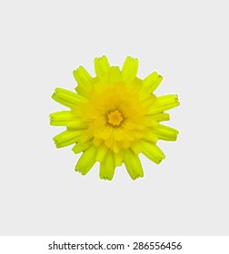 yellow flower vector art